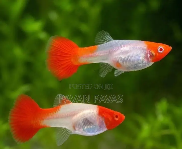 Import Guppy