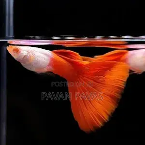 Import Guppy