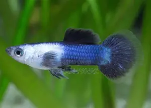 Import Guppy