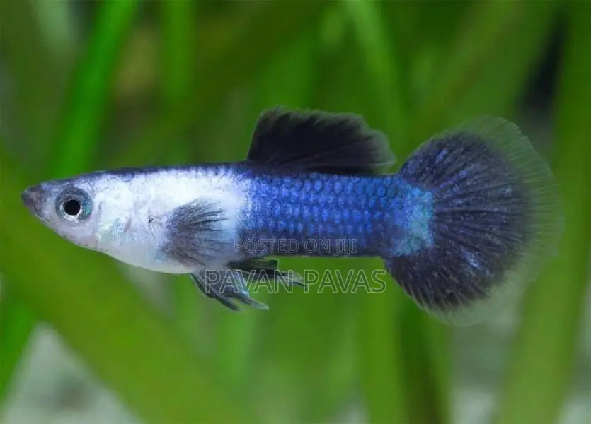 Import Guppy