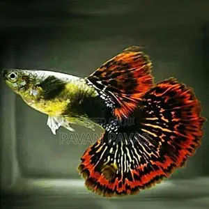 Import Guppy