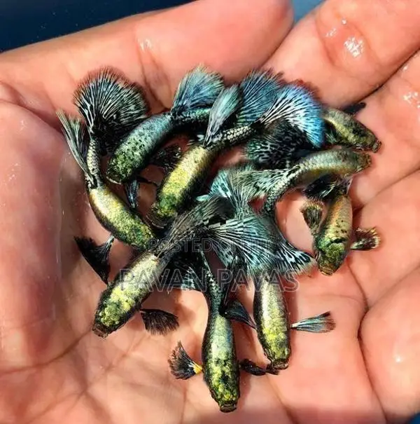 Import Guppy