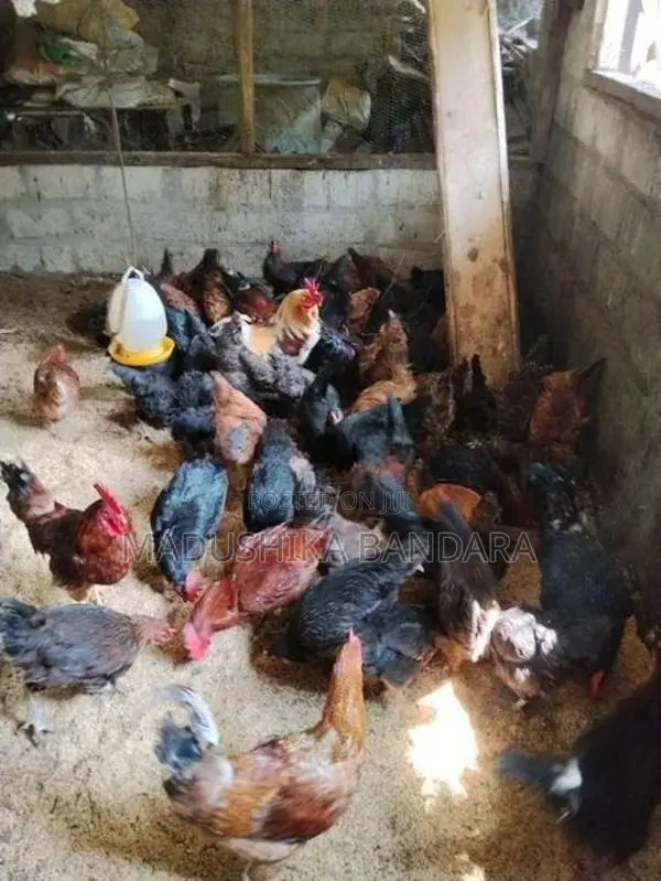 බිත්තර දමන ගම් කිකිලියෝ