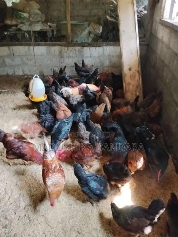 බිත්තර දමන ගම් කිකිලියෝ