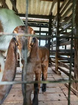 Goats