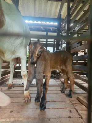 Goats