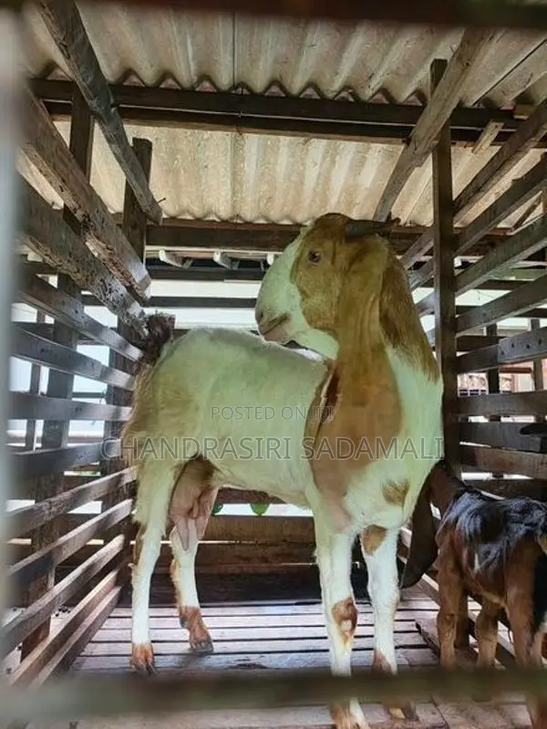 Goats