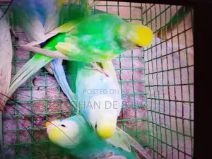 Birds