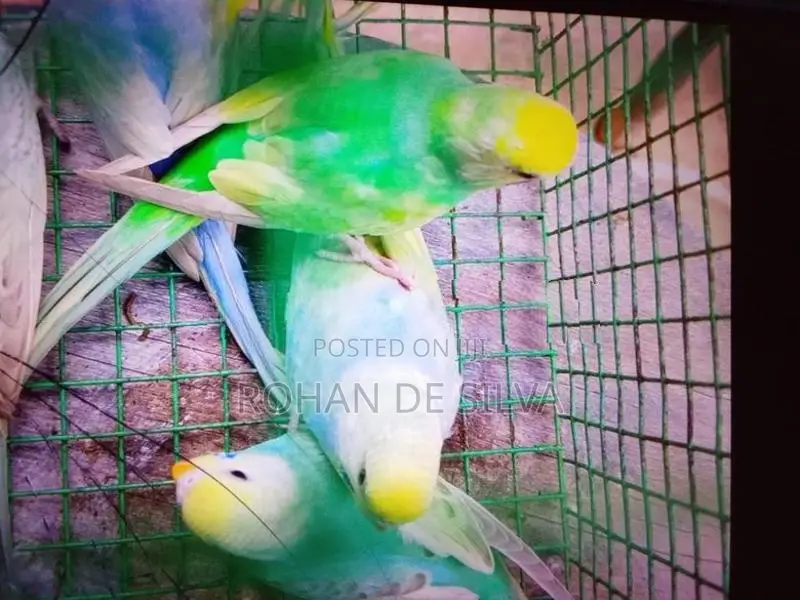 Birds