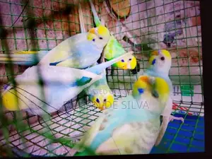 Birds