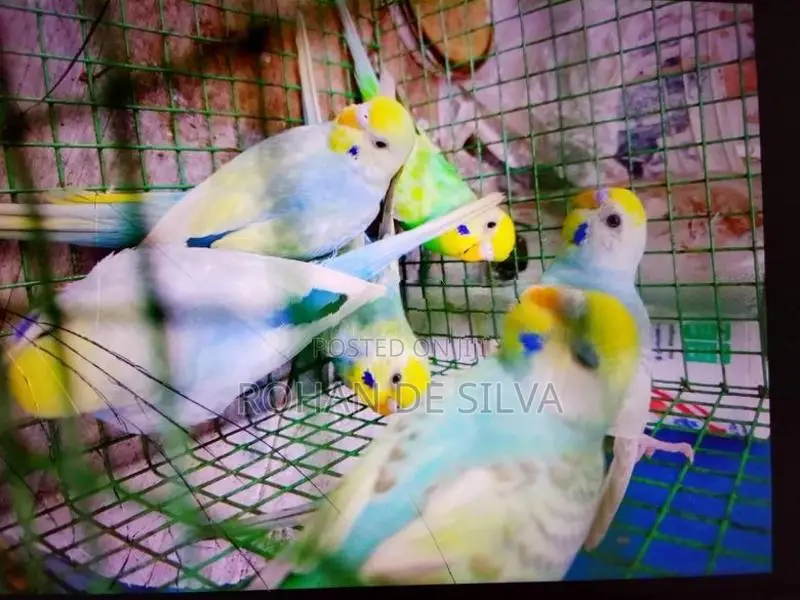 Birds