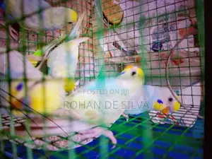 Birds