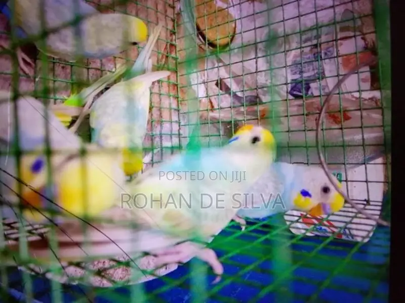 Birds