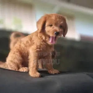 Poodle Male Puppies