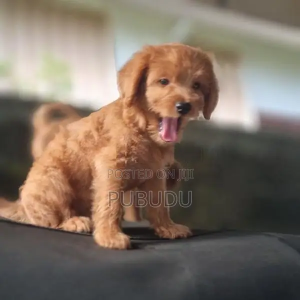 Poodle Male Puppies