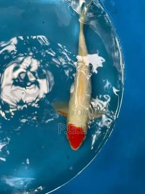 Koi Fish