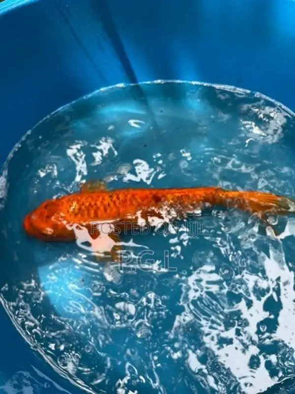 Koi Fish