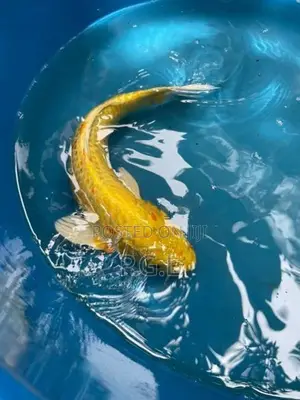 Koi Fish