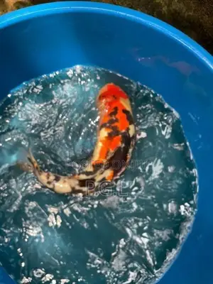 Koi Fish