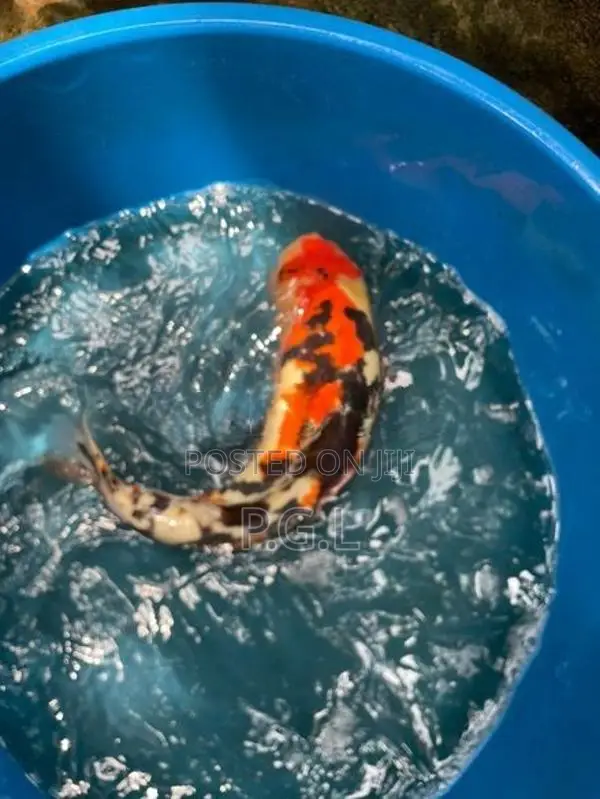 Koi Fish