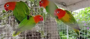 African Love Birds