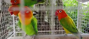African Love Birds