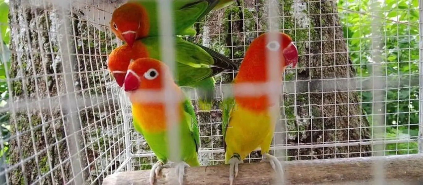 African Love Birds
