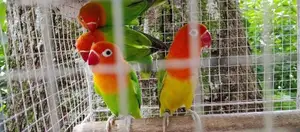 African Love Birds