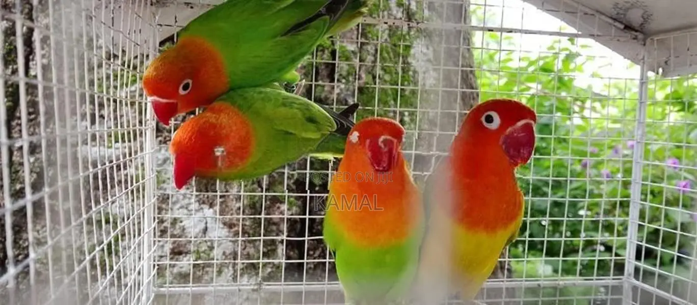 African Love Birds