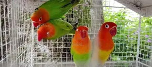 African Love Birds