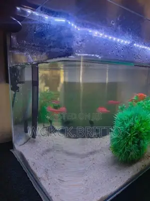 Fish Tank