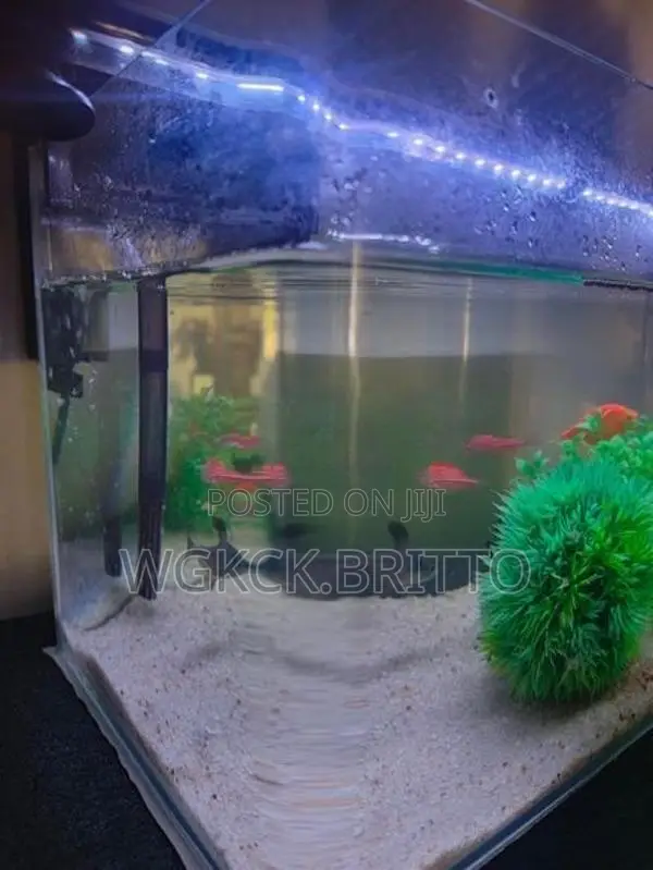Fish Tank