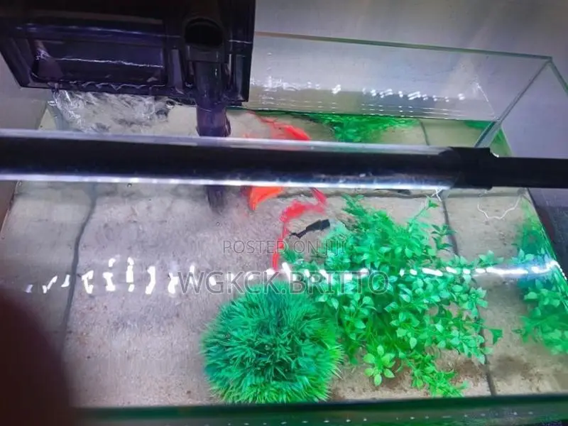 Fish Tank