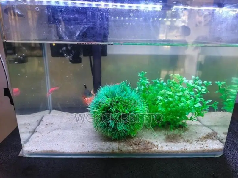 Fish Tank