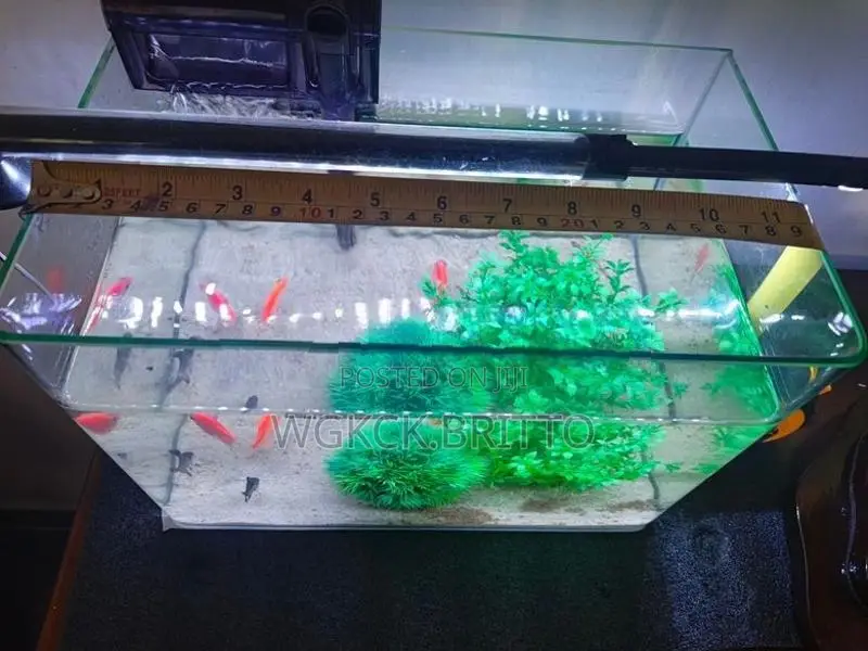Fish Tank