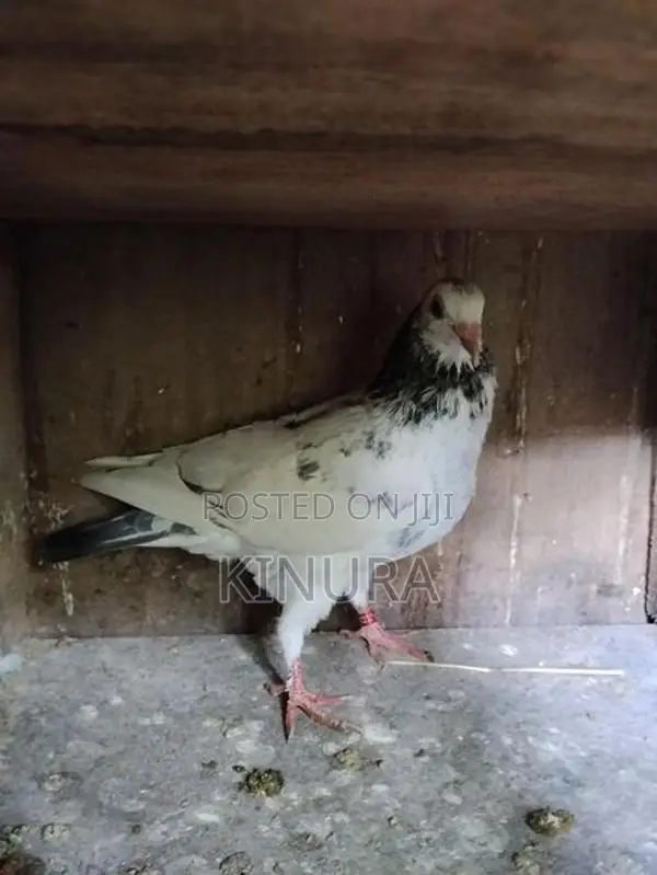 Pigeon
