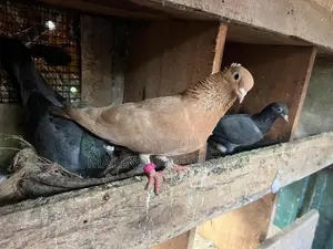 Pigeon