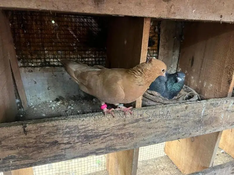 Pigeon