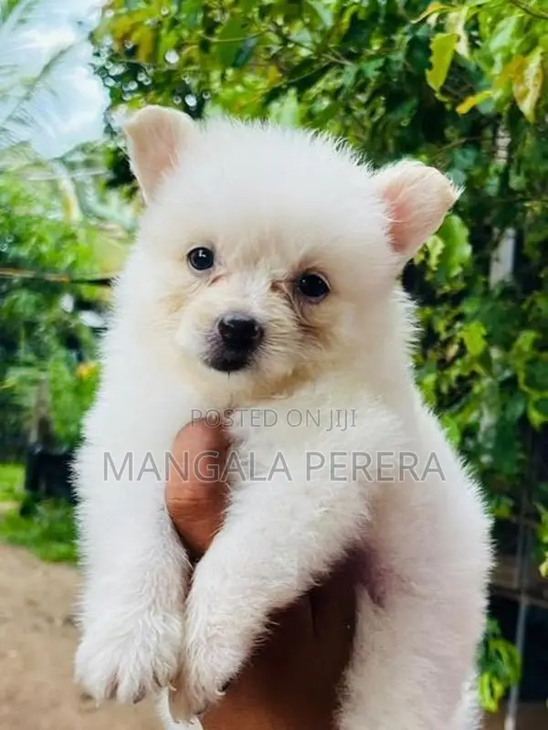 Lion Pomaneriyan Puppy