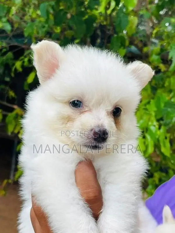 Lion Pomaneriyan Puppy
