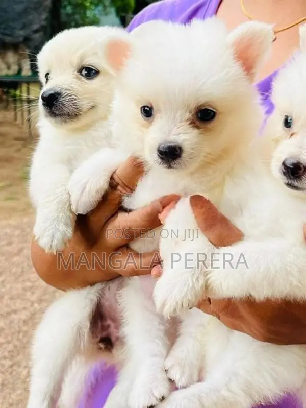 Lion Pomaneriyan Puppy