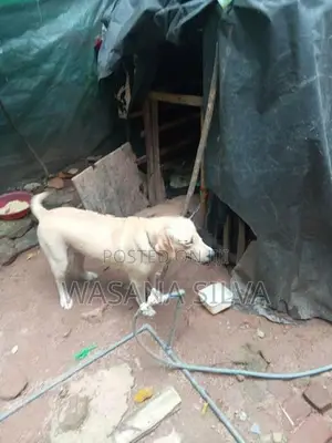 Labrador Dog