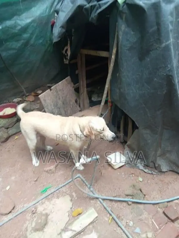 Labrador Dog