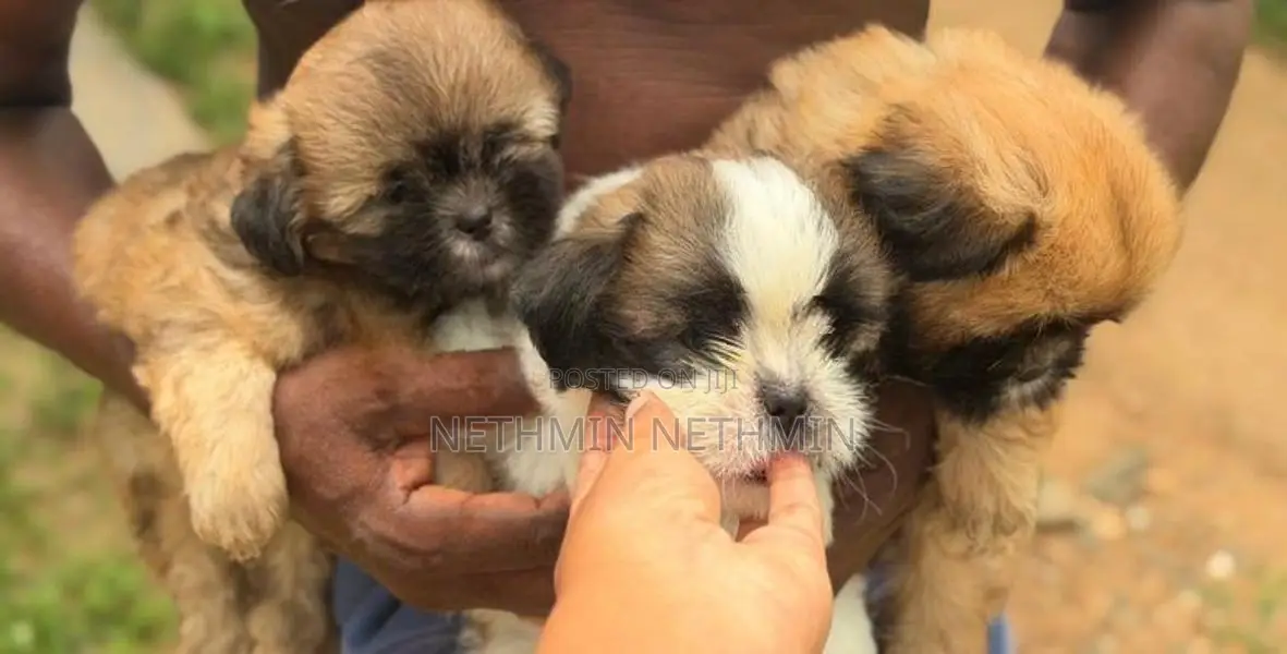 Shih Tzu Puppies