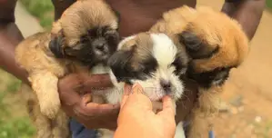 Shih Tzu Puppies