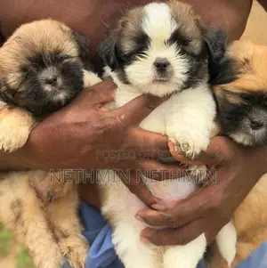 Shih Tzu Puppies