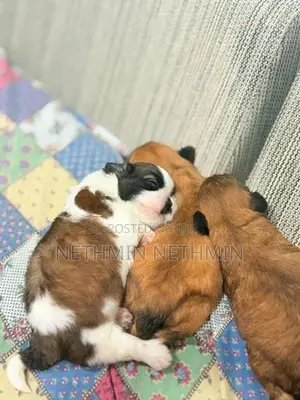 Shih Tzu Puppies
