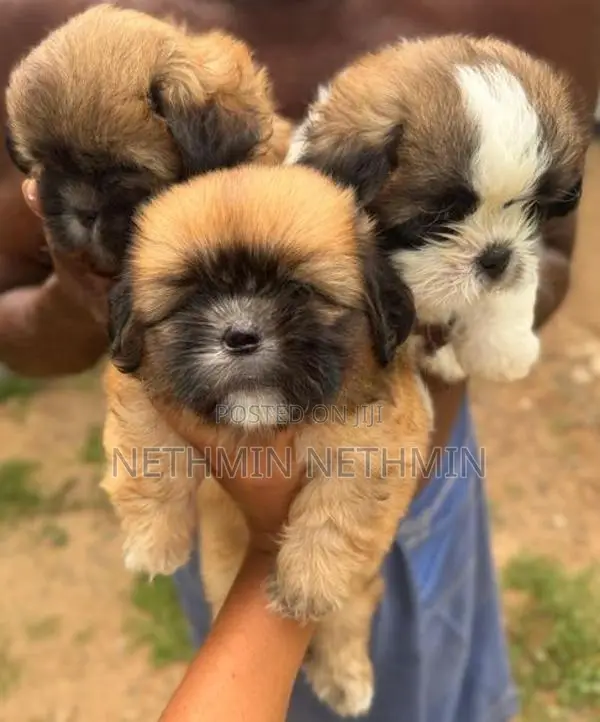 Shih Tzu Puppies