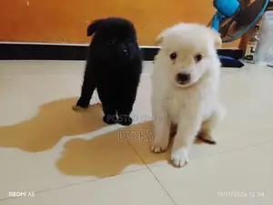 Lion Pomeranian