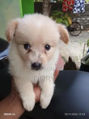 Lion Pomeranian